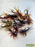 Realistic Style Mayfly Nymphs